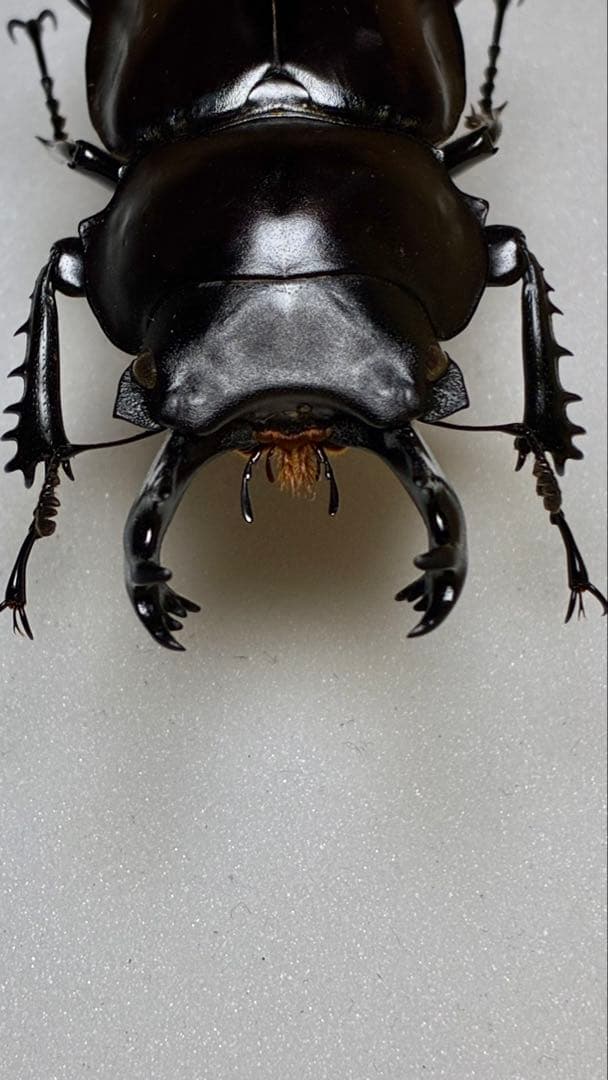 昆虫標本 大型ヤエヤママルバネクワガタ62.7mm 飼育品