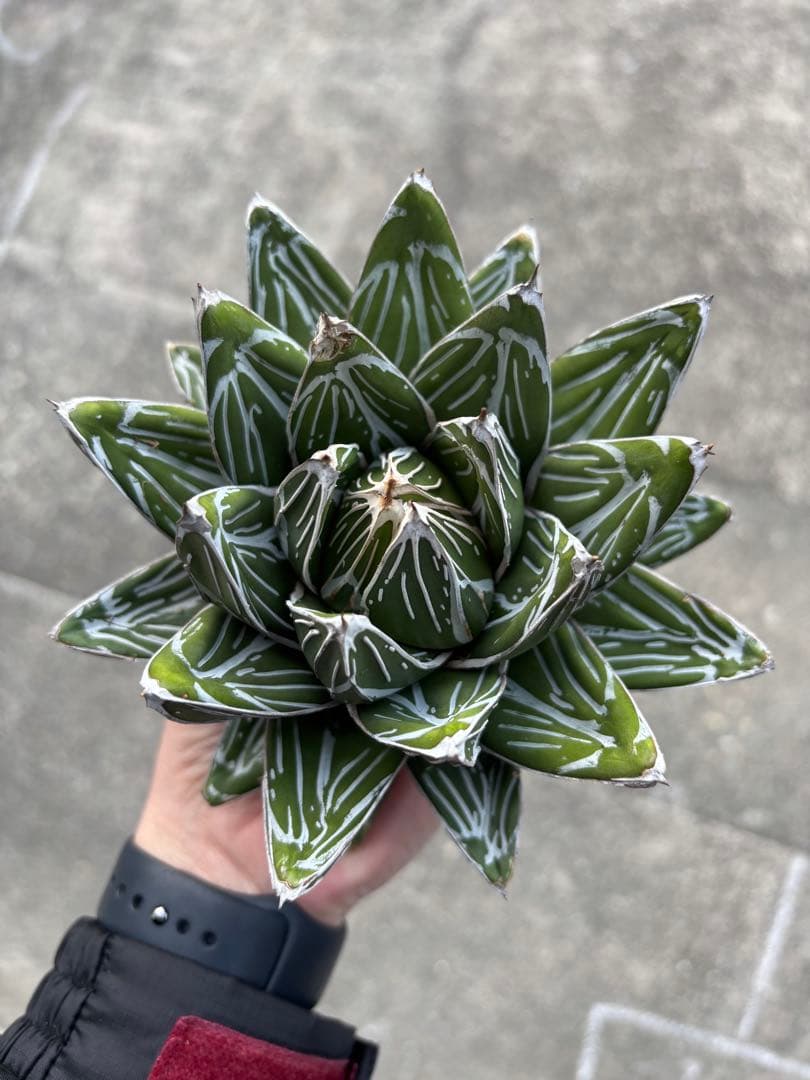 アガベ　笹の雪　極上株　子株5株セット