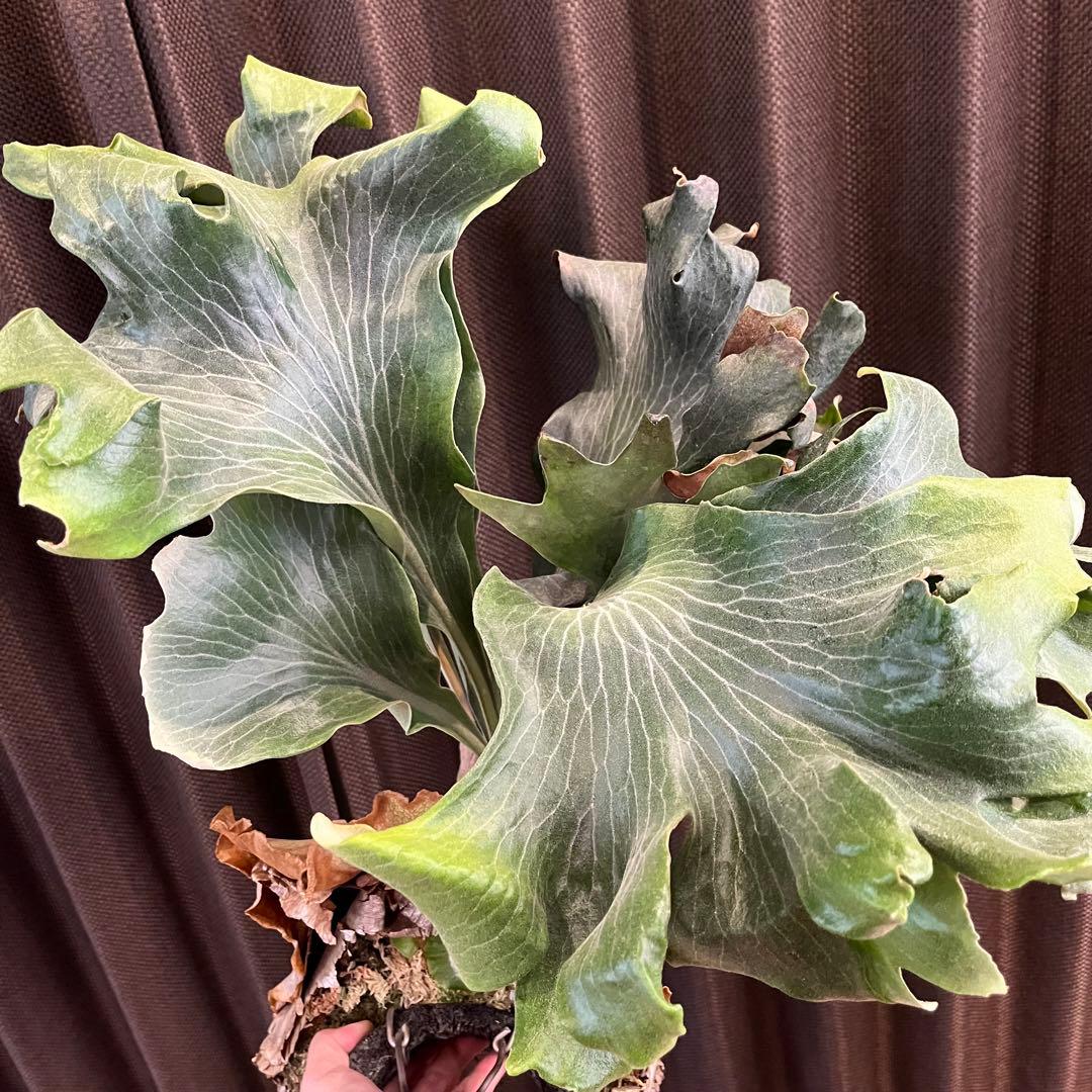 khunphon yot ♯14 クンポン ビカクシダ 子株 株分け