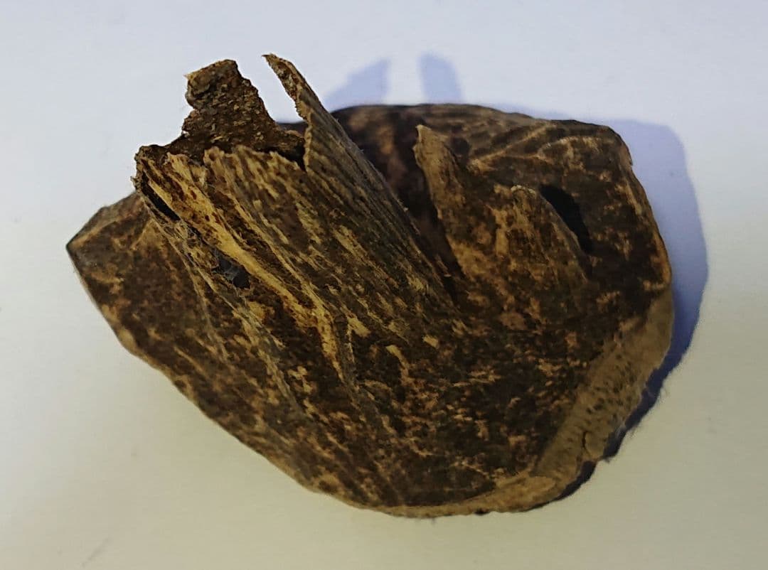 香木 沈香 伽羅 聞香◎ベトナム フエ産 涅槃