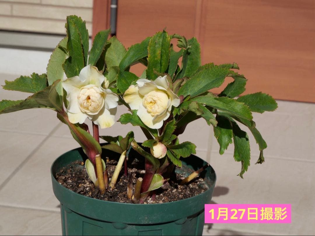 クリスマスローズ 『ディオーネ 』 加藤農園 認定