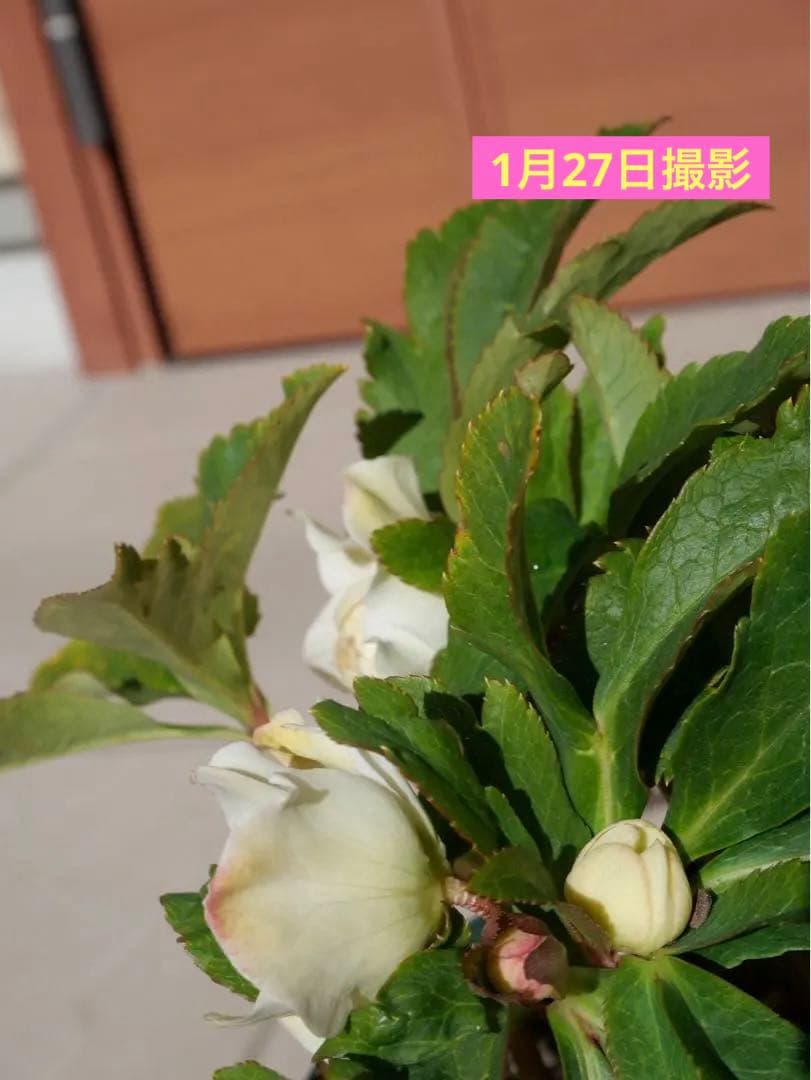 クリスマスローズ 『ディオーネ 』 加藤農園 認定