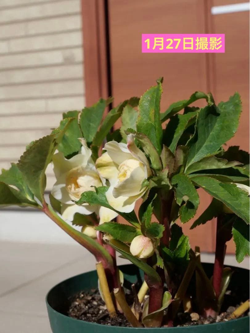 クリスマスローズ 『ディオーネ 』 加藤農園 認定