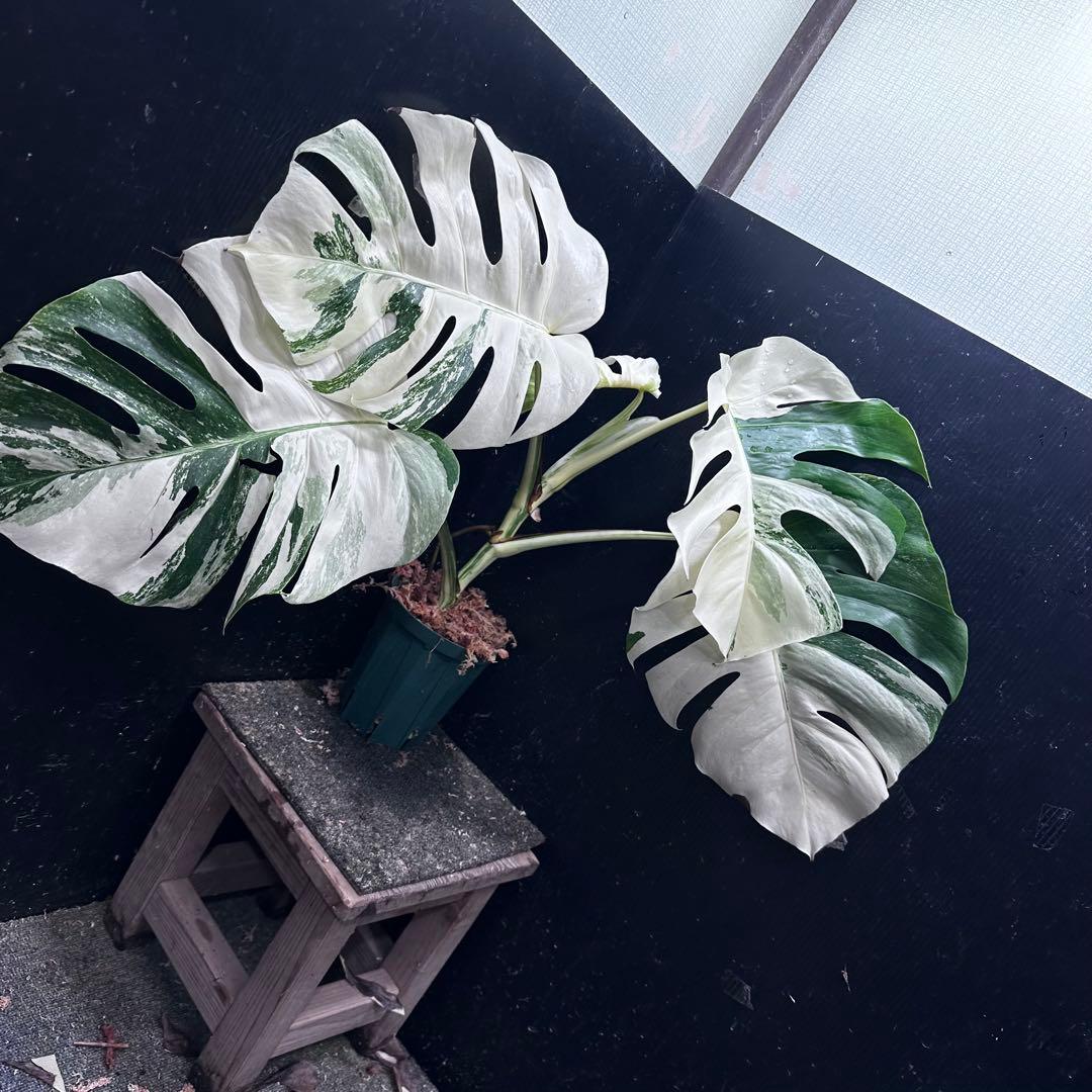 D*l様 斑入りモンステラ ホワイトタイガー極美大株56cm白斑多