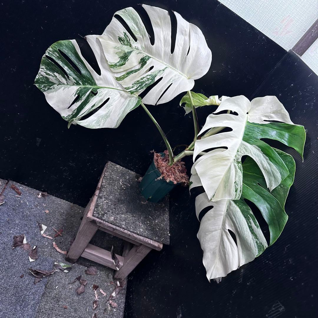 D*l様 斑入りモンステラ ホワイトタイガー極美大株56cm白斑多