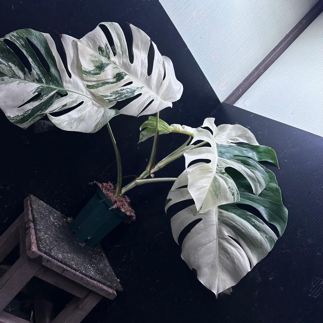D*l様 斑入りモンステラ ホワイトタイガー極美大株56cm白斑多