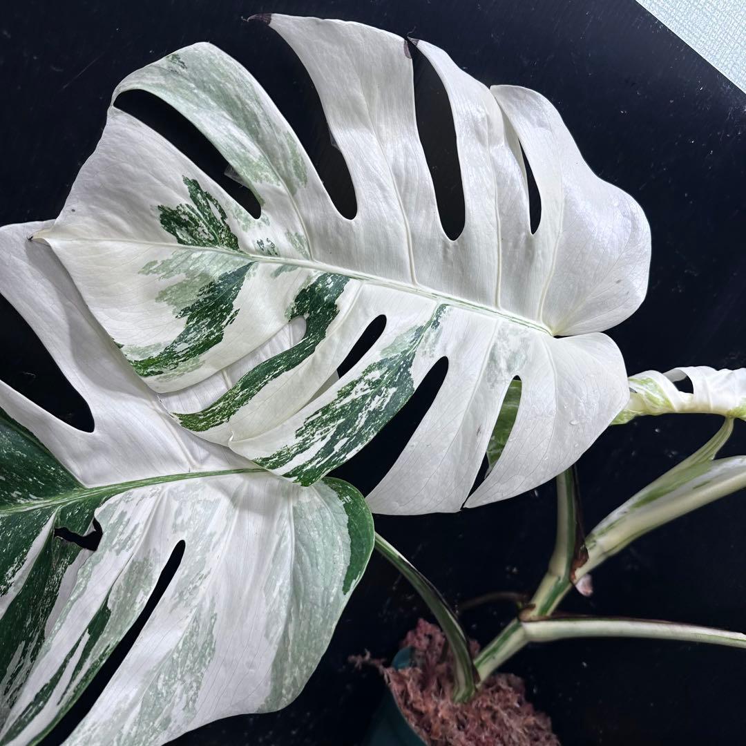 D*l様 斑入りモンステラ ホワイトタイガー極美大株56cm白斑多