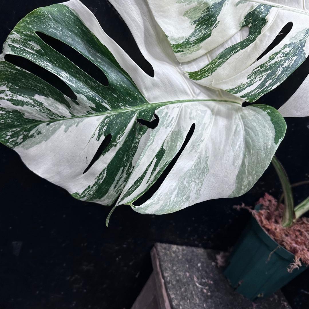 D*l様 斑入りモンステラ ホワイトタイガー極美大株56cm白斑多