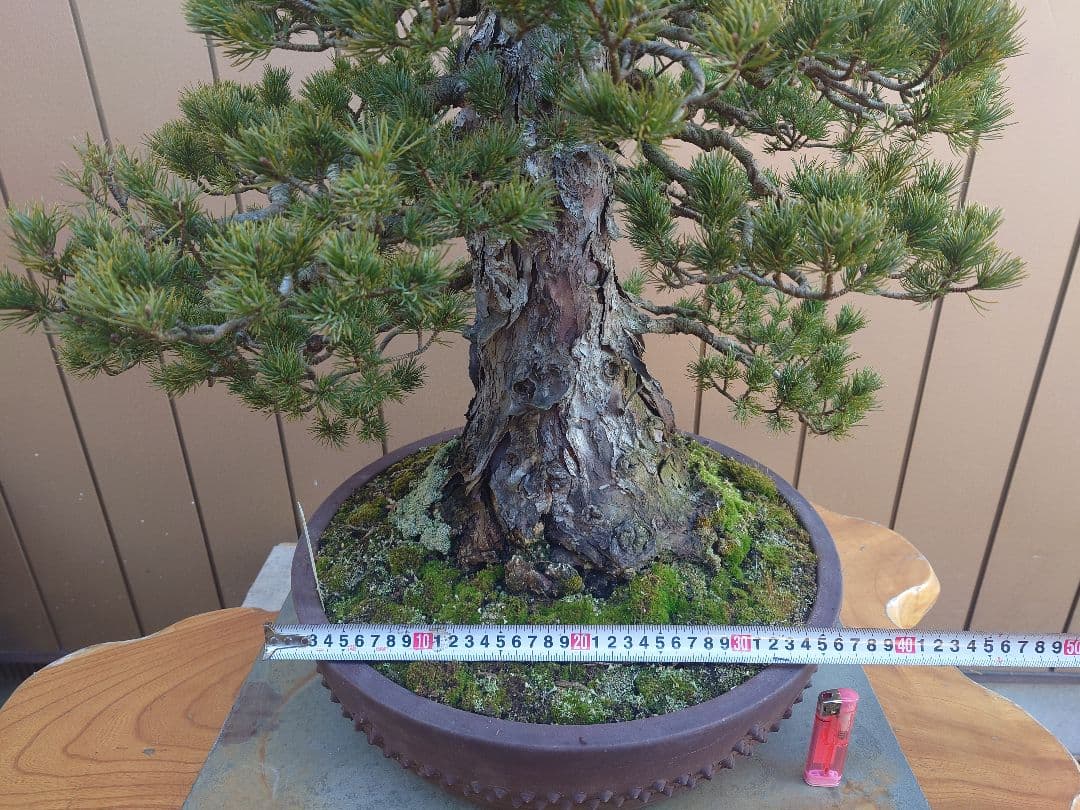 盆栽　瑞祥　五葉松　樹高58cm