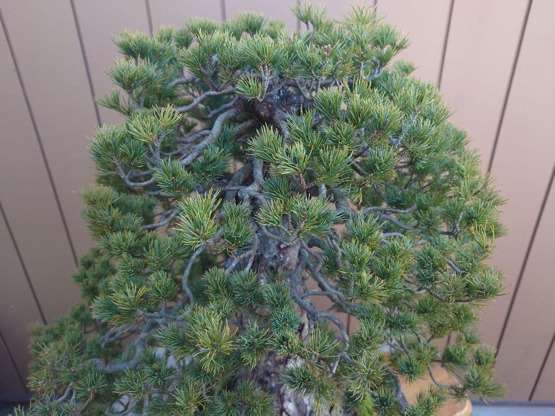 盆栽　瑞祥　五葉松　樹高58cm