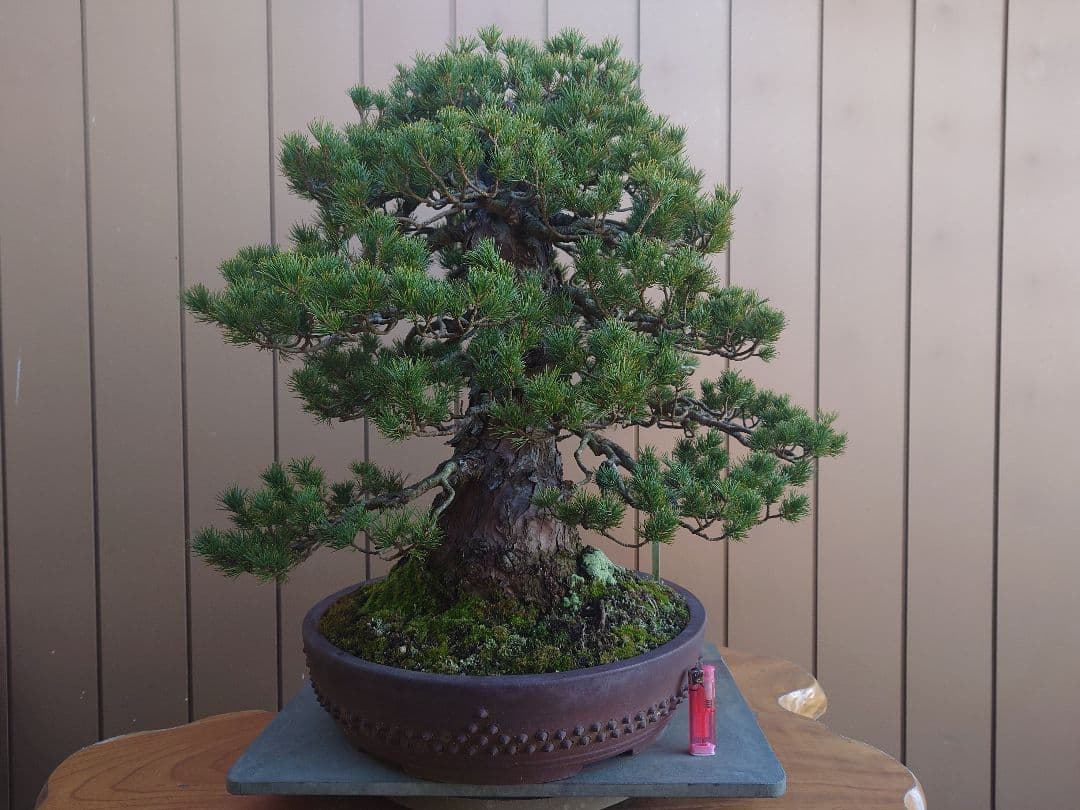 盆栽　瑞祥　五葉松　樹高58cm