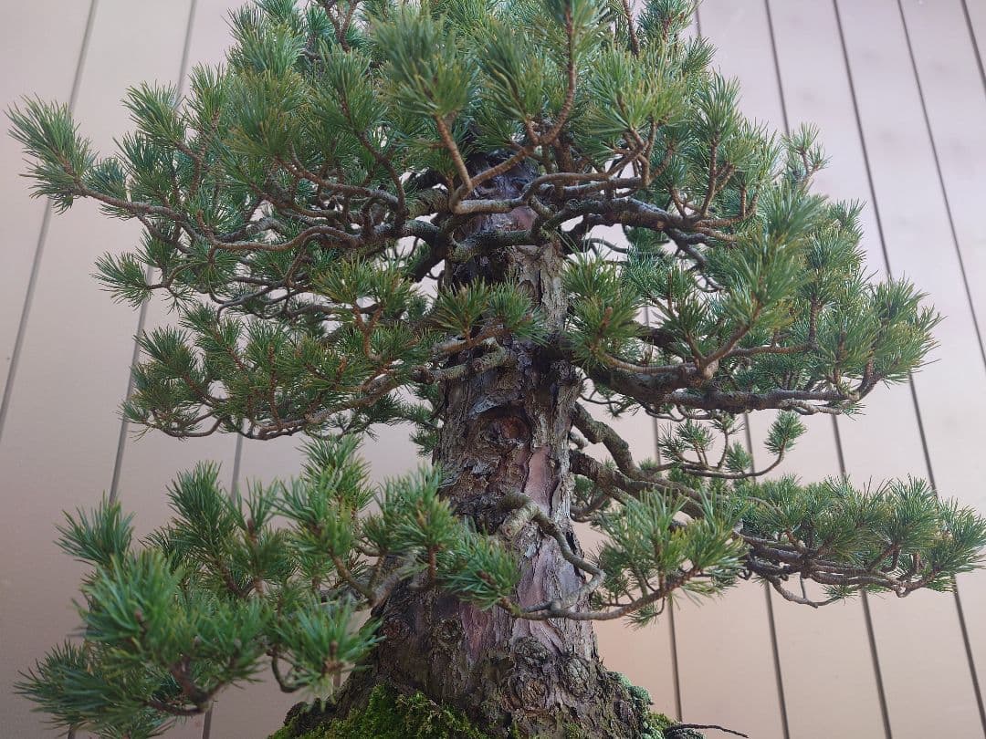 盆栽　瑞祥　五葉松　樹高58cm