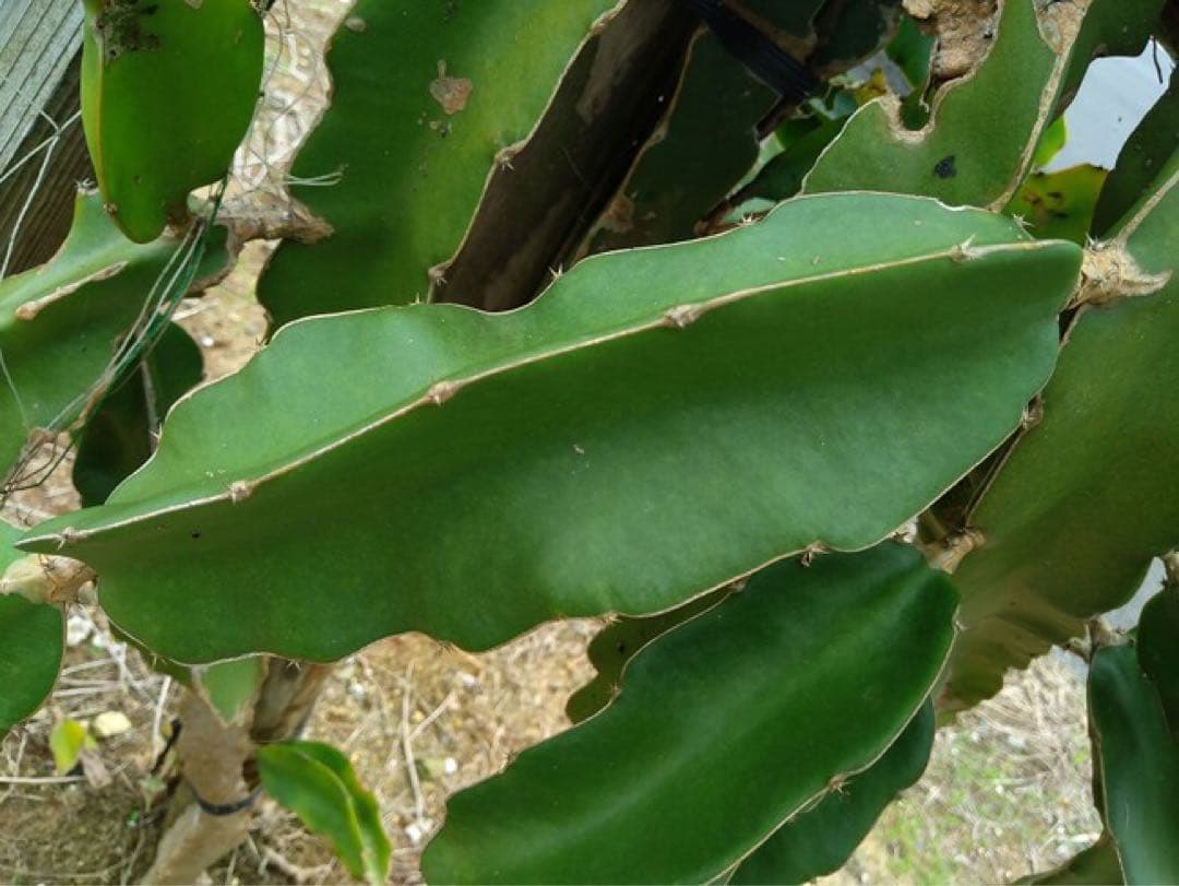 10%off EXOTURAN（エクソトゥラン）オールインワンジェル100ml