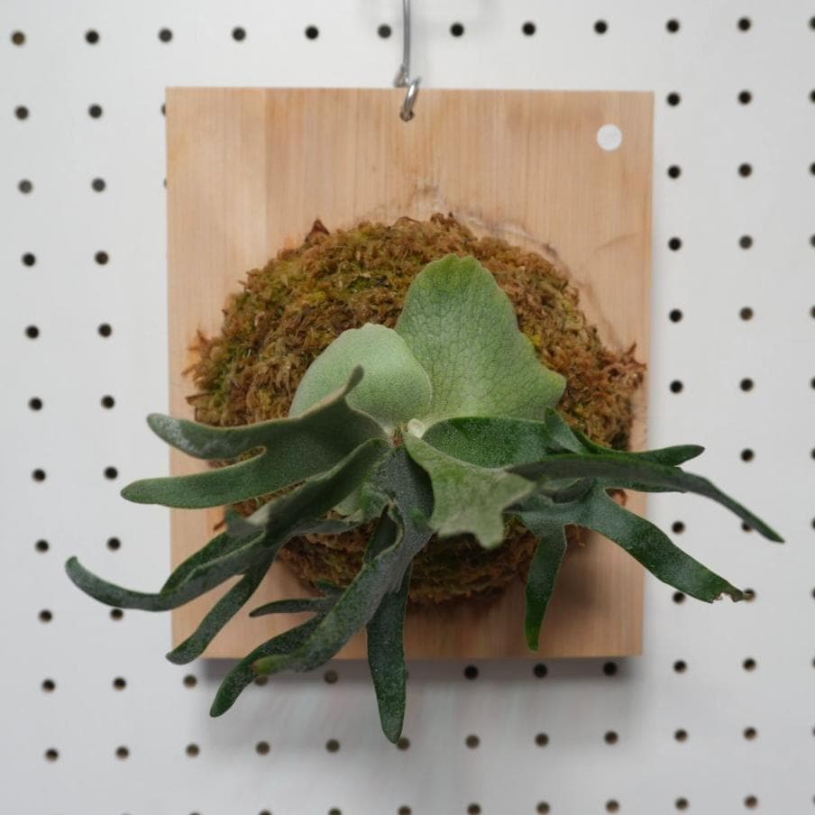 ビカクシダ ウィリンキードワーフ バクテリア 板付株　B-3