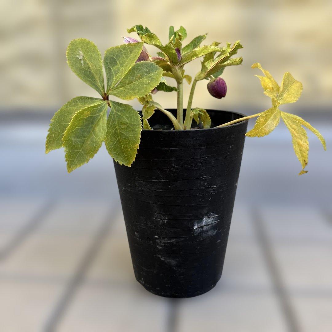 takanen 様ご依頼品②認定ソレイユ　広瀬園芸　クリスマスローズ