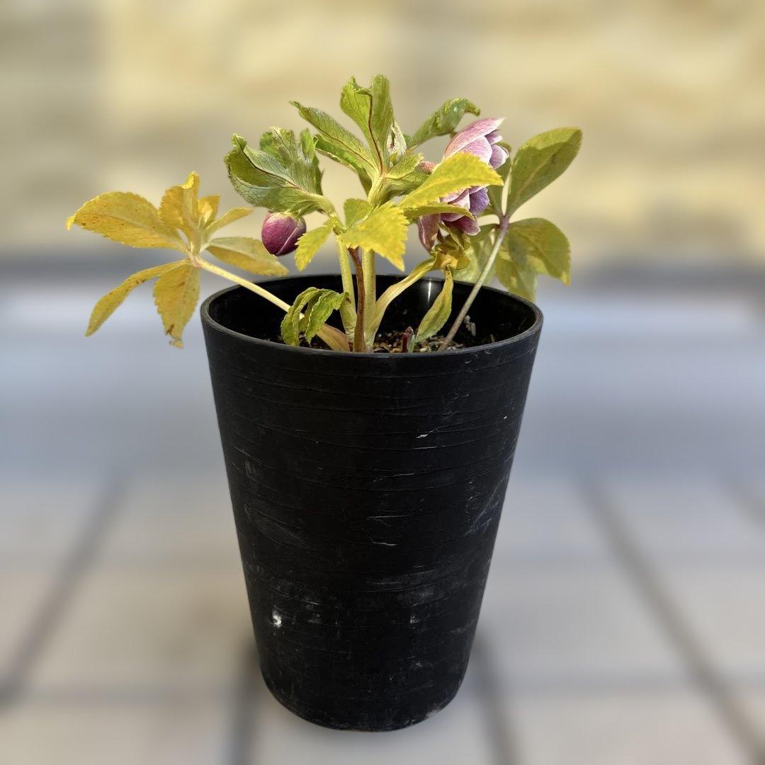 takanen 様ご依頼品②認定ソレイユ　広瀬園芸　クリスマスローズ