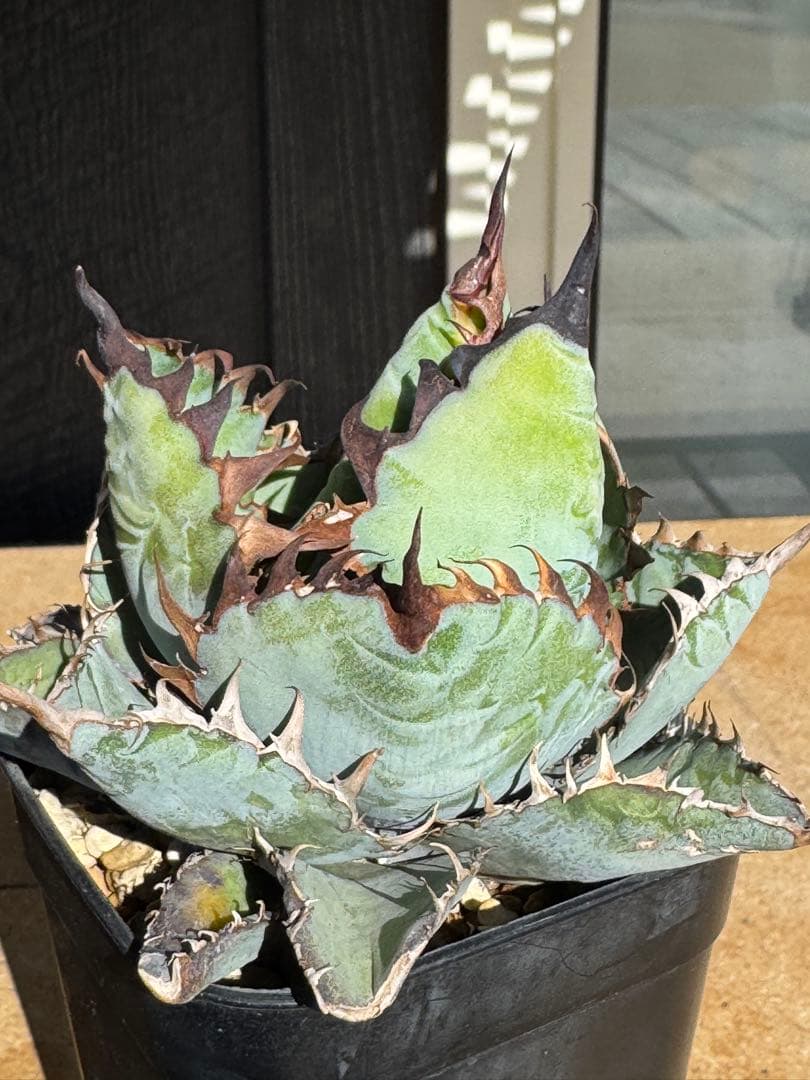 み*い様 アガベ　チタノタブルー実生