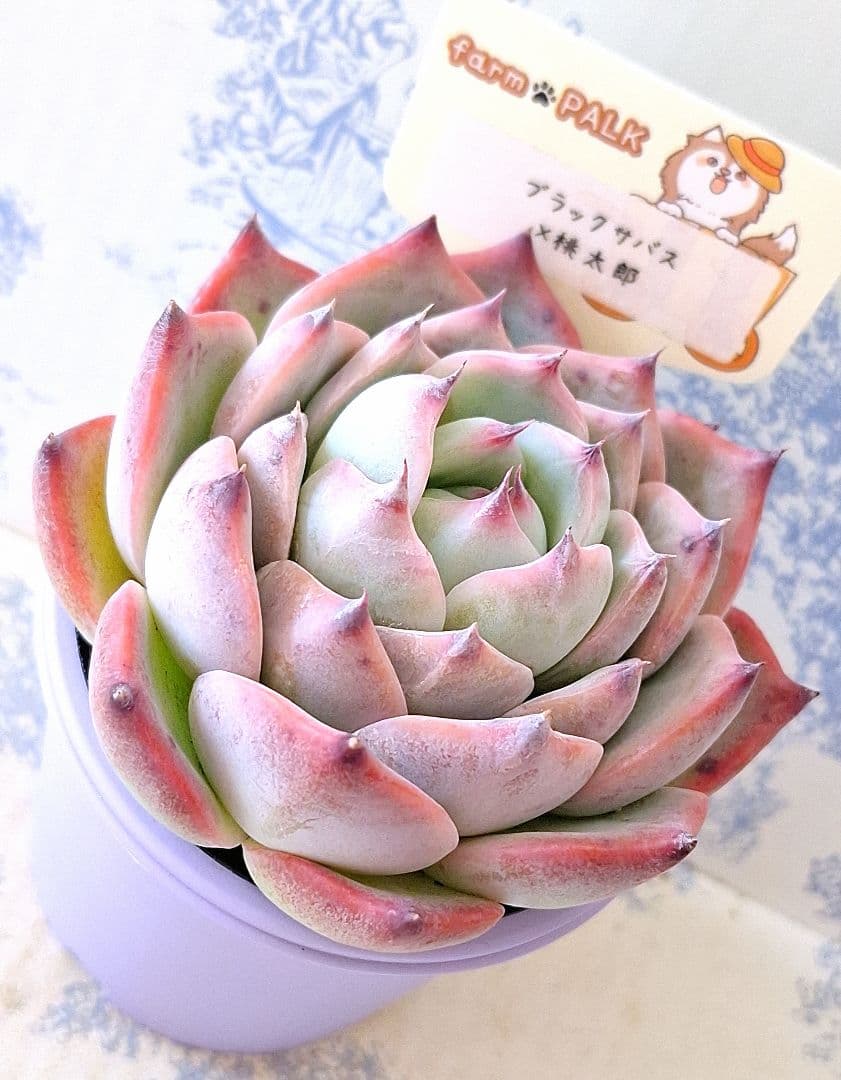 あずき猫様 リクエスト 2点 まとめ商品