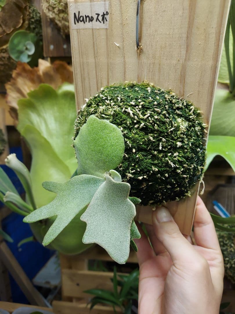 willinckii dwarf Nano　胞子培養　ビカクシダ　コウモリラン