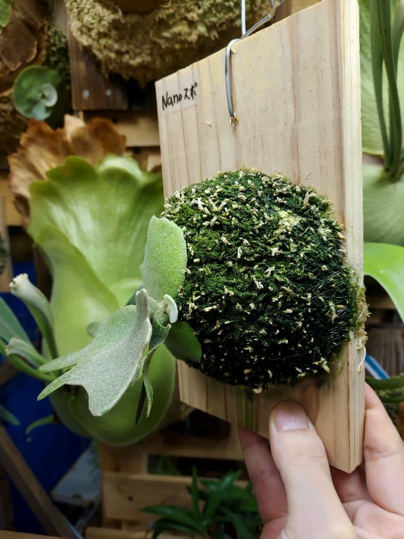 willinckii dwarf Nano　胞子培養　ビカクシダ　コウモリラン