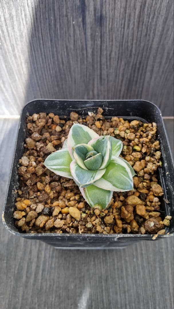 アガベピンキー 白覆輪①