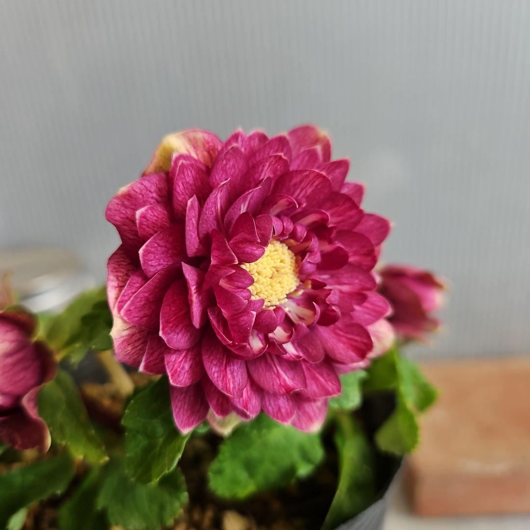 ㉖-272クリスマスローズ