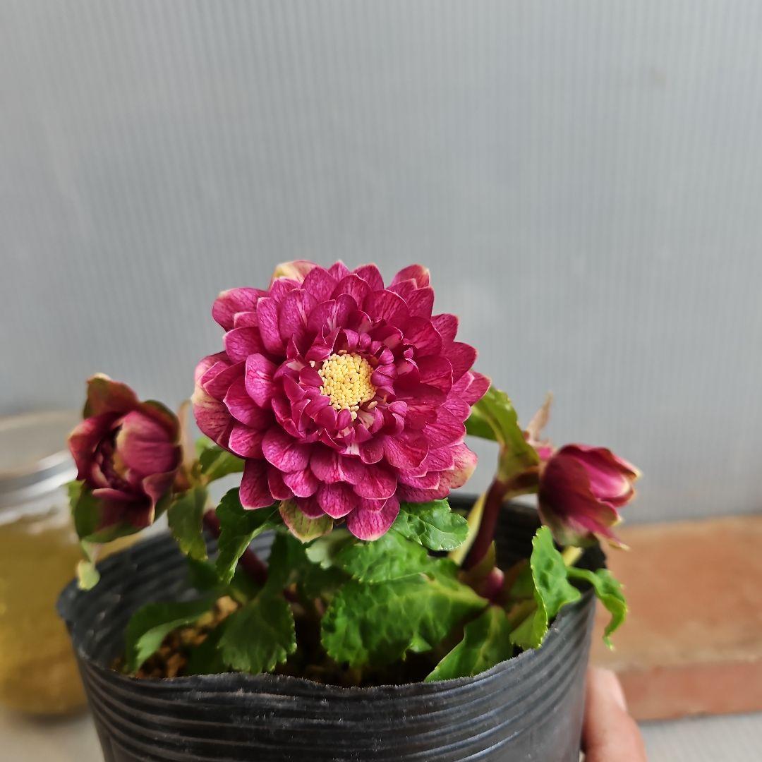 ㉖-272クリスマスローズ