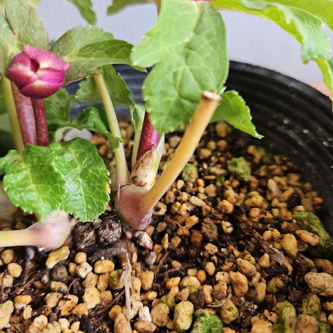 ㉖-272クリスマスローズ