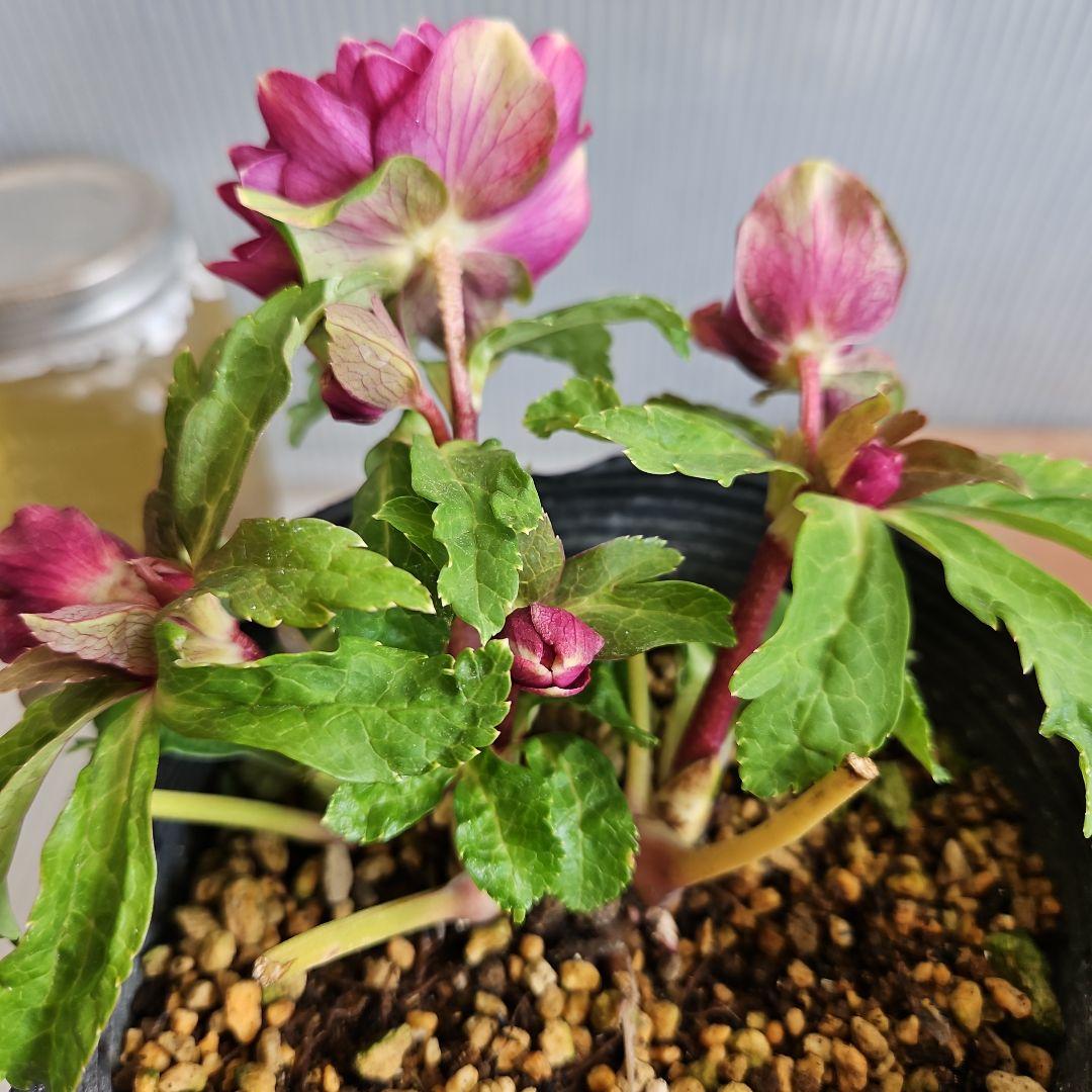 ㉖-272クリスマスローズ