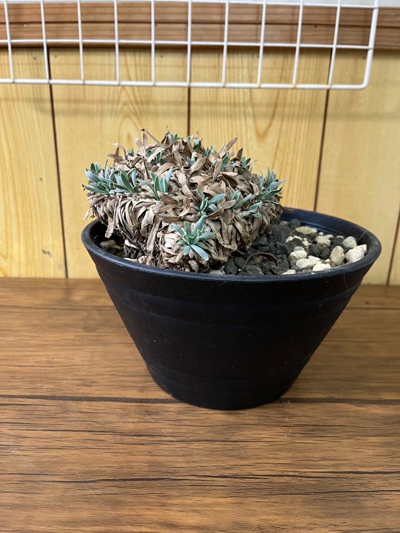 オトンナ　レトロルサ