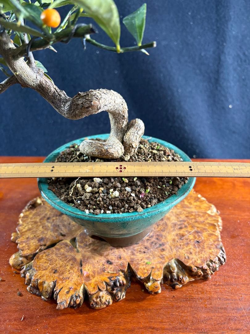 小品盆栽、金子(キンズ) 根上り、半懸崖作り 実付き、やや傷汚れあり　ユタ