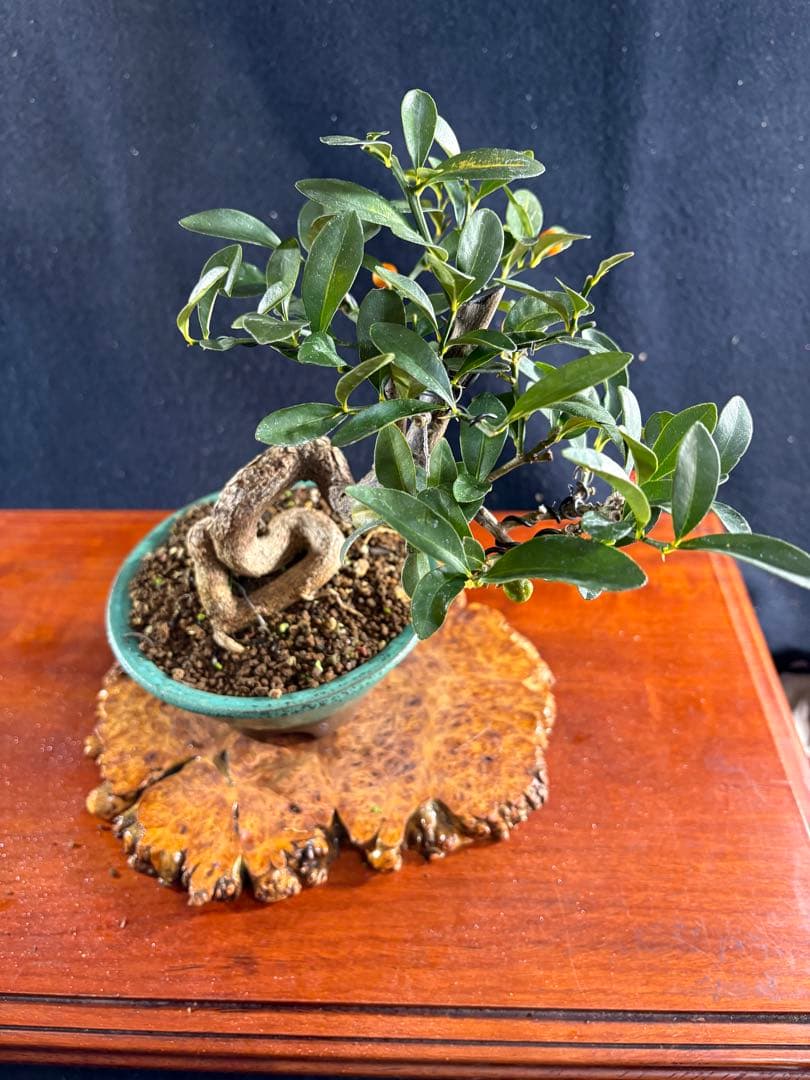 小品盆栽、金子(キンズ) 根上り、半懸崖作り 実付き、やや傷汚れあり　ユタ