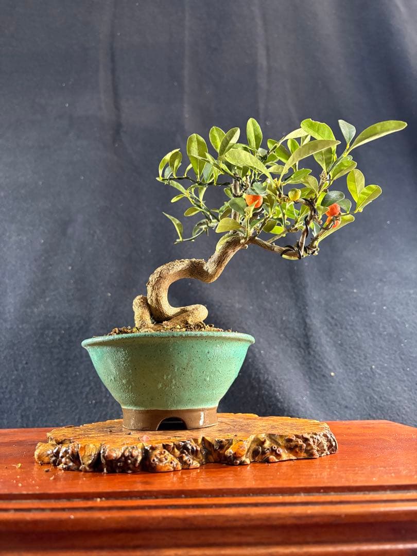 小品盆栽、金子(キンズ) 根上り、半懸崖作り 実付き、やや傷汚れあり　ユタ