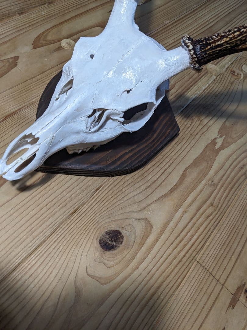 鹿角　壁掛け　耶馬渓産　種名=九州鹿　ハンティングトロフィー　すぐ飾れます