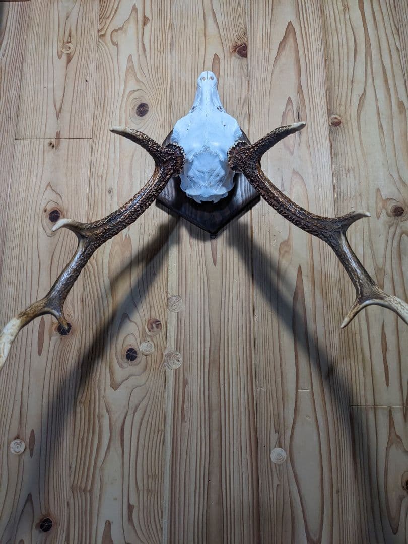 鹿角　壁掛け　耶馬渓産　種名=九州鹿　ハンティングトロフィー　すぐ飾れます