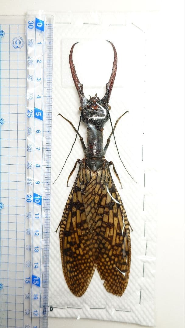 【わた】巨大！ヘビトンボ標本　15cm級