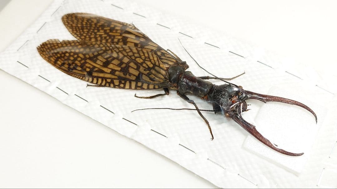 【わた】巨大！ヘビトンボ標本　15cm級