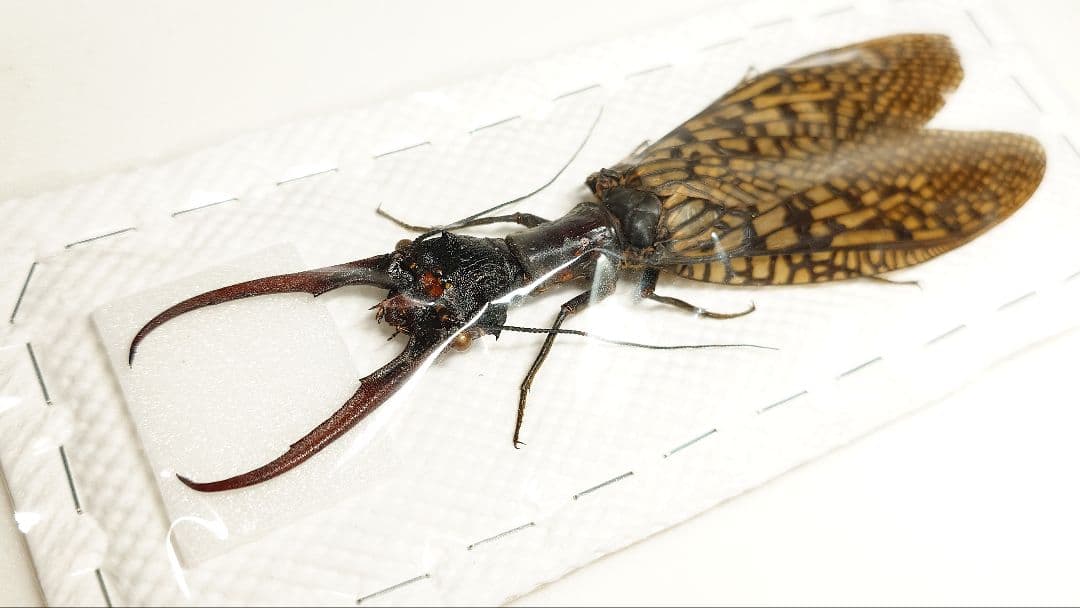 【わた】巨大！ヘビトンボ標本　15cm級