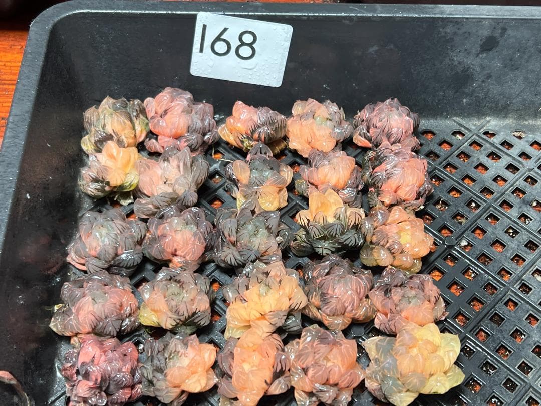 H*C様 多肉植物 ハオルチア　オブツーサ錦 水中月錦 糊斑 超美品 25株セッ