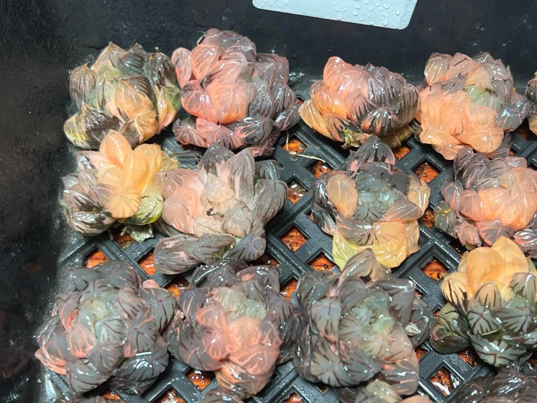 H*C様 多肉植物 ハオルチア　オブツーサ錦 水中月錦 糊斑 超美品 25株セッ