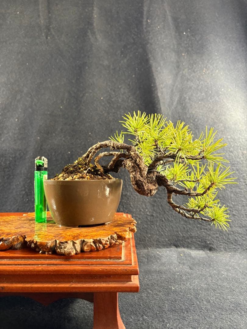 プチ盆栽、赤石五葉松、根上がり、懸崖作り 目立った傷や汚れなし