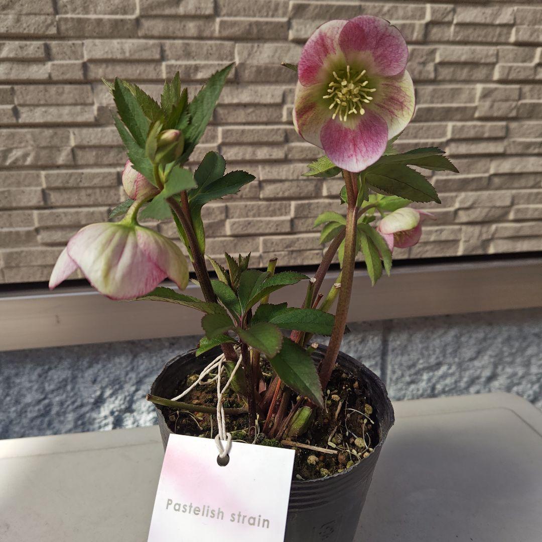 こ*ち様 クリスマスローズ 大和園 パステリッシュストレイン①