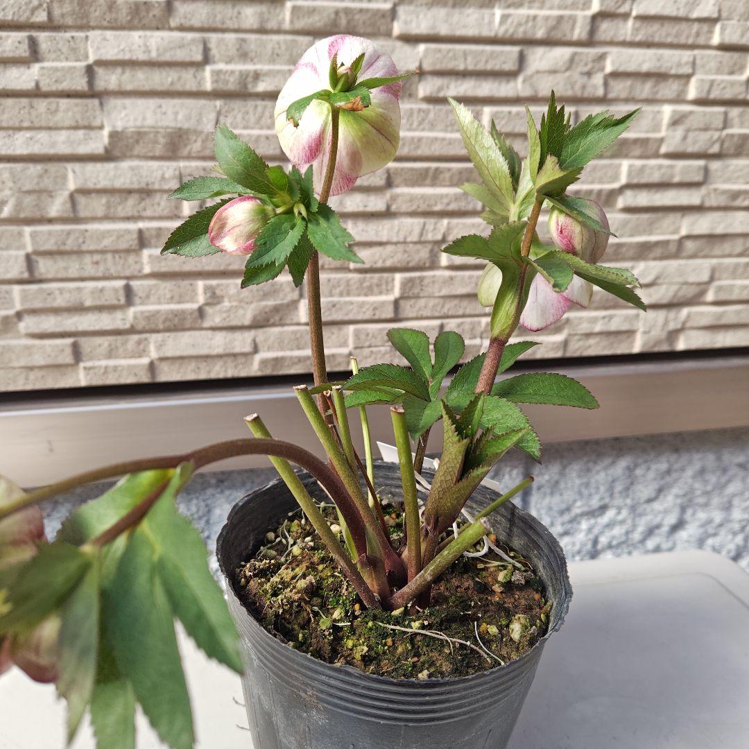 こ*ち様 クリスマスローズ 大和園 パステリッシュストレイン①