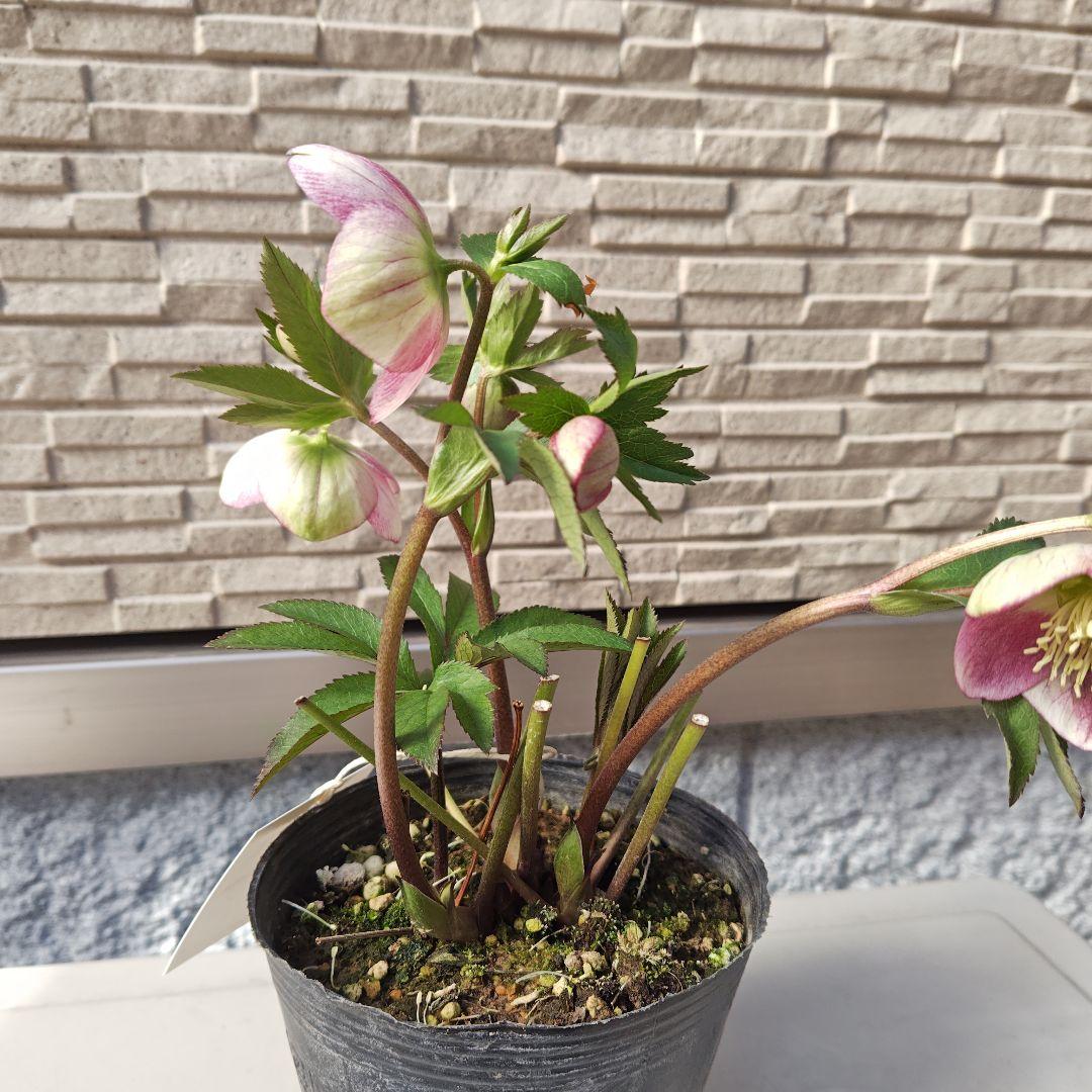 こ*ち様 クリスマスローズ 大和園 パステリッシュストレイン①