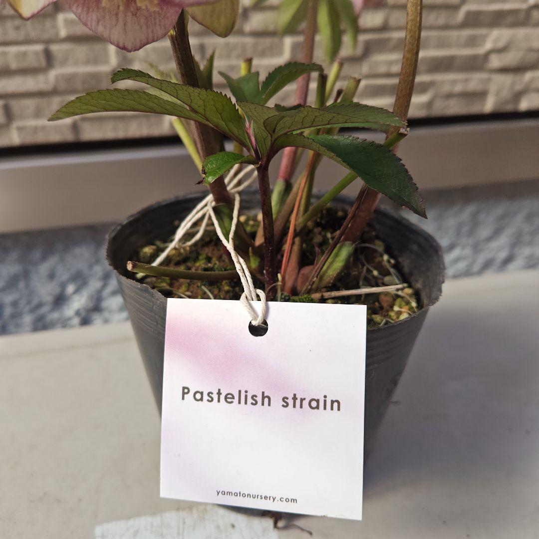 こ*ち様 クリスマスローズ 大和園 パステリッシュストレイン①