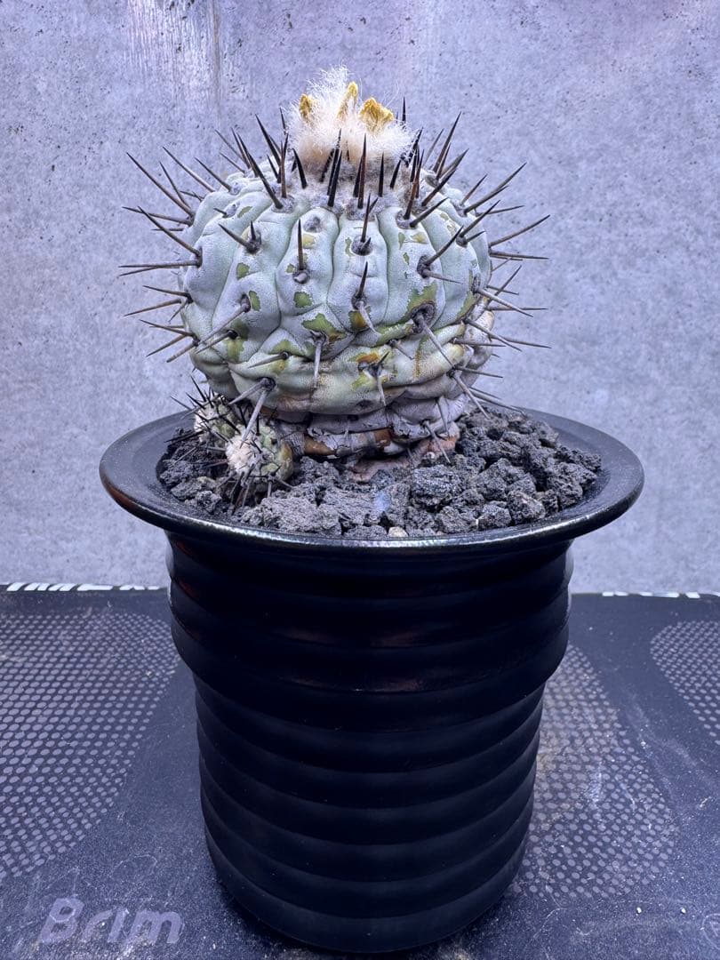 コピアポア・シネレア 黒王丸 自根株 鉢ごと発送