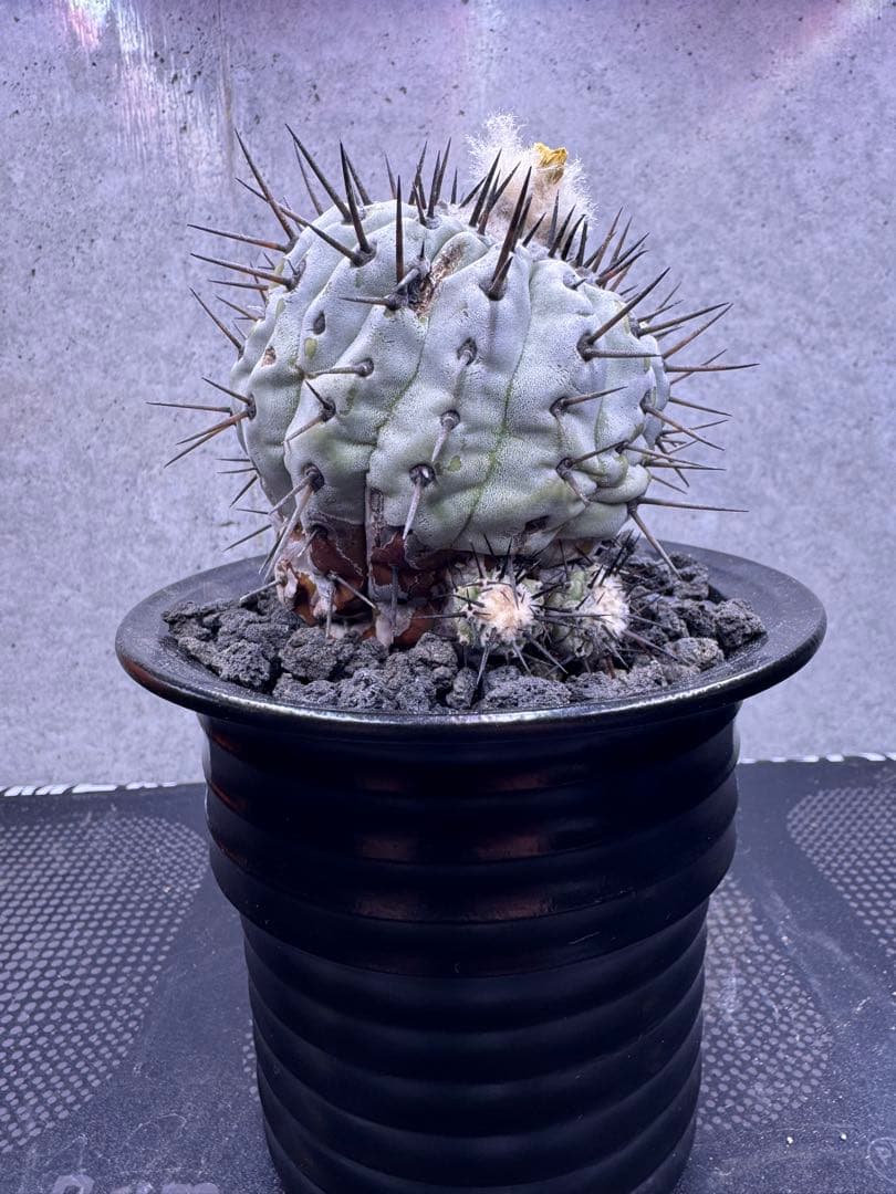 コピアポア・シネレア 黒王丸 自根株 鉢ごと発送