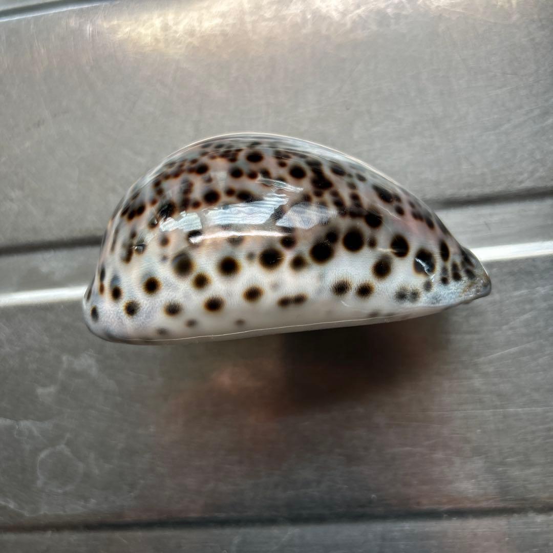 超特大タカラ貝11x7x6cm 特大ヤツシロ貝15x10x7cm