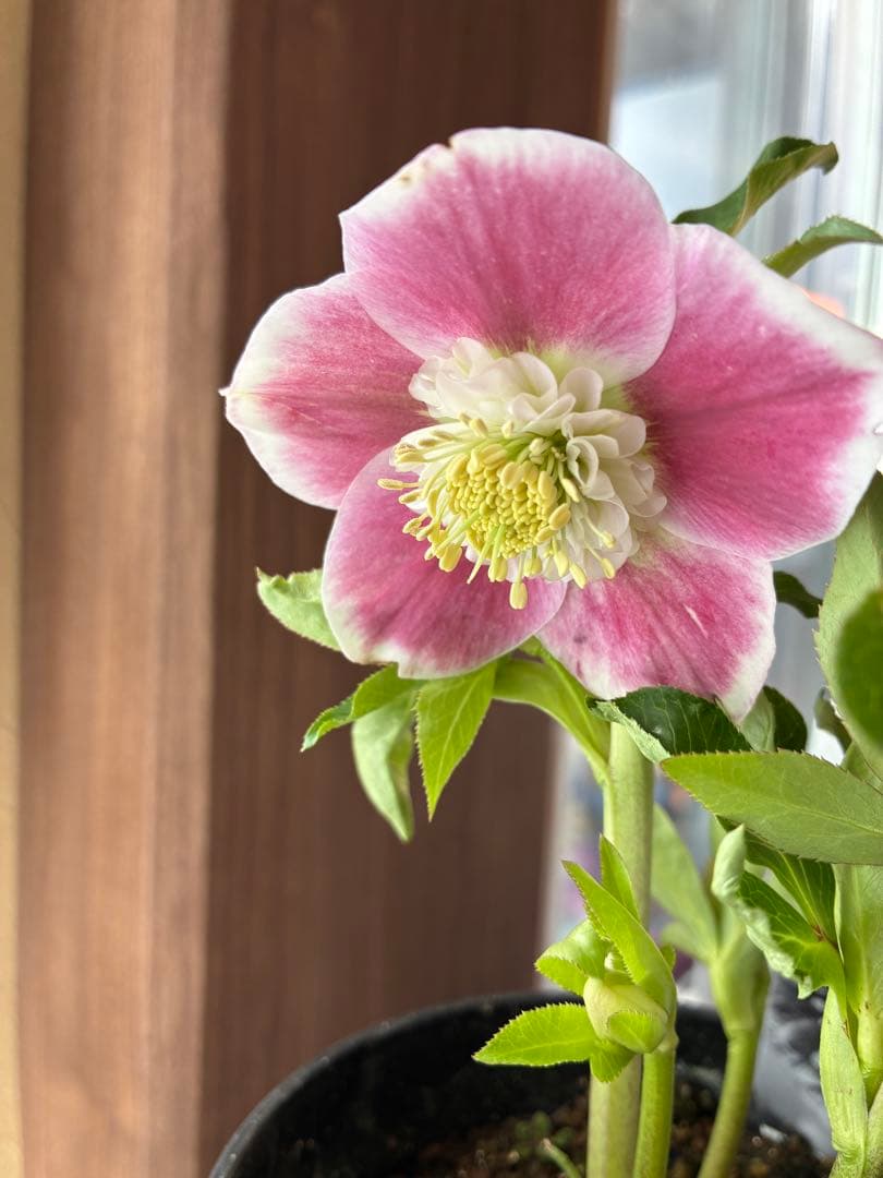 みぃくん　セミダブル白覆輪