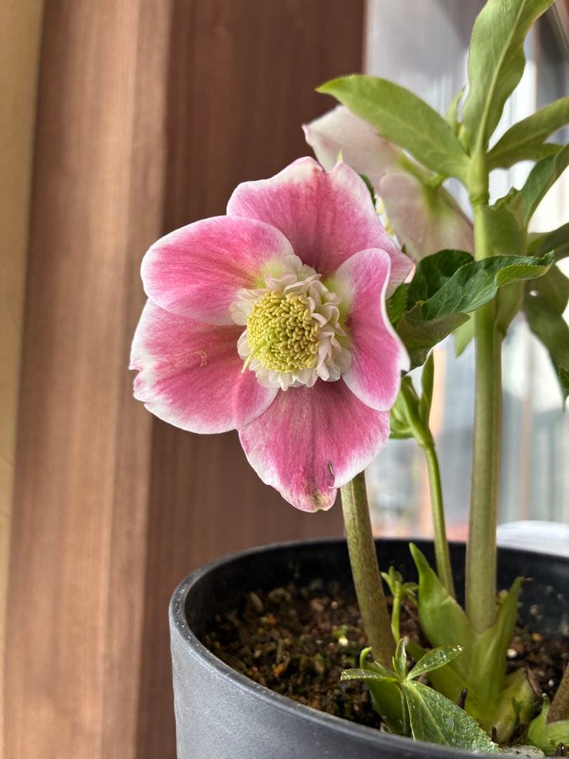 みぃくん　セミダブル白覆輪